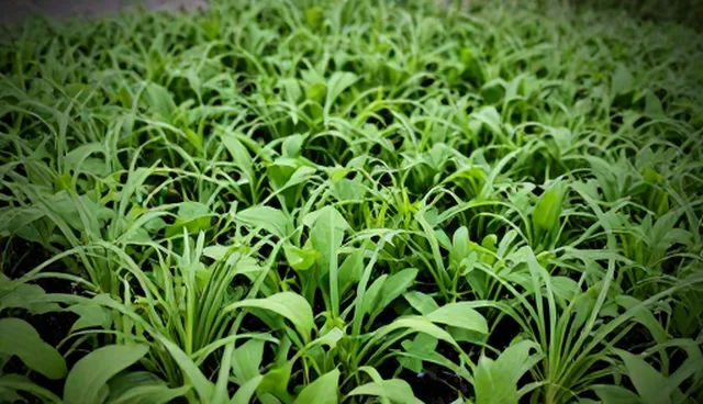 种植技术指导中的维护方法与适用条件分析